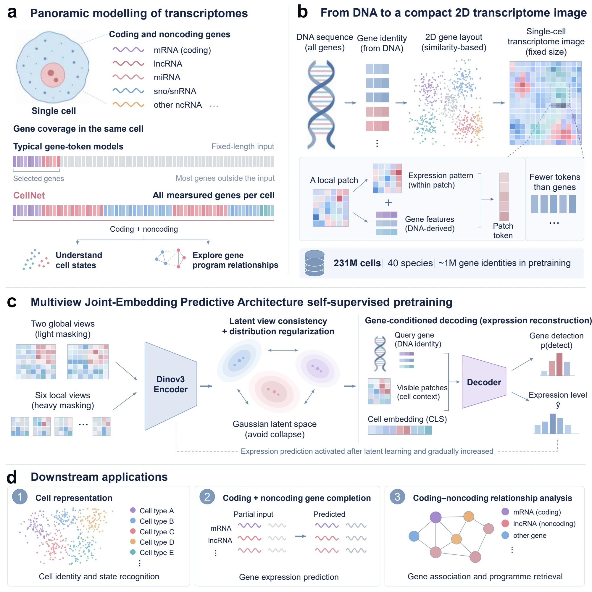 CellNet architecture: DNA-informed images, multiview latent learning and gene-conditioned decoding